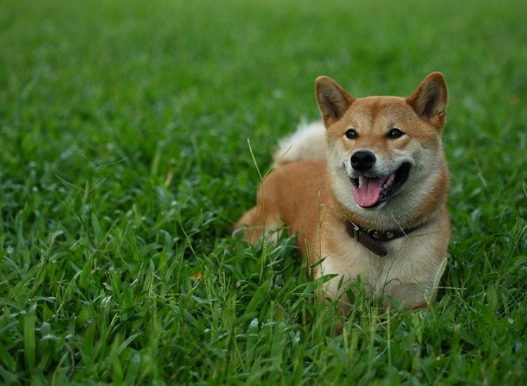 Cuidados del Shiba Inu