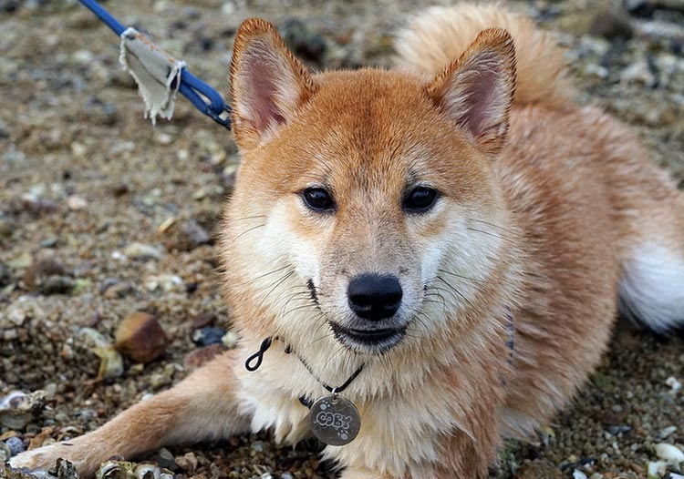 paseo de Shiba Inu
