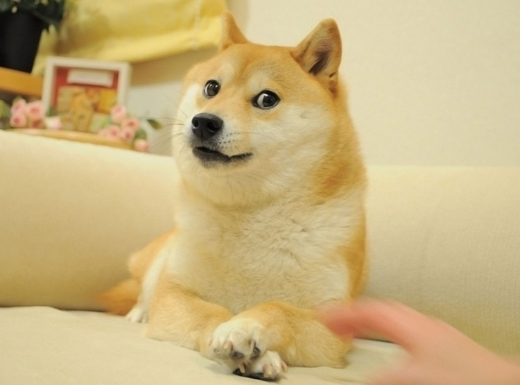 Meme del perro de la raza Doge