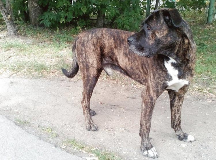perro mestizo de pitbull