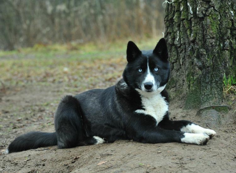 mestizo husky