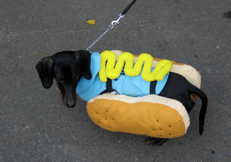 disfraz de dachshund
