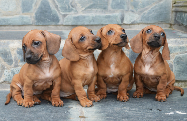 Cachorros de teckel
