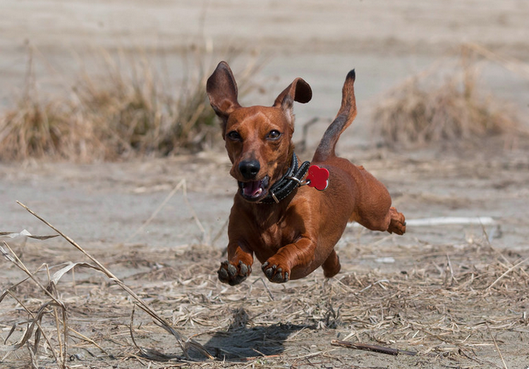 Paseo del dachshund