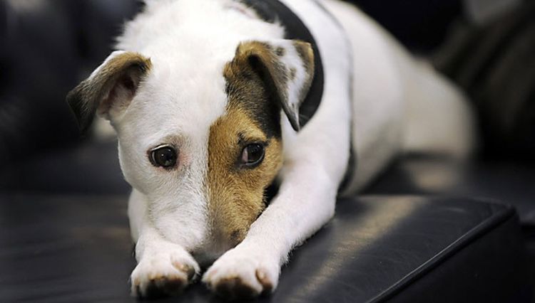 Adenovirosis en perros