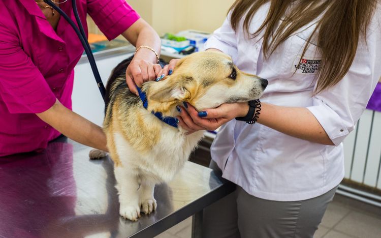 Examen del perro por el veterinario