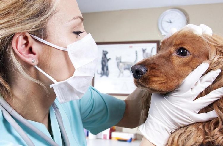 El veterinario examina al perro