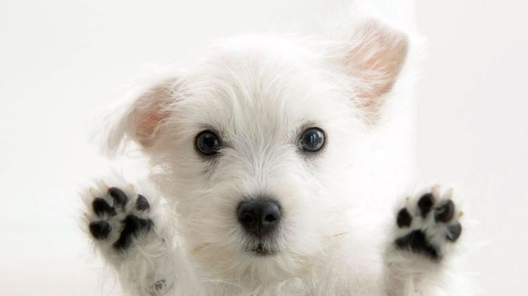 Cachorro simpático