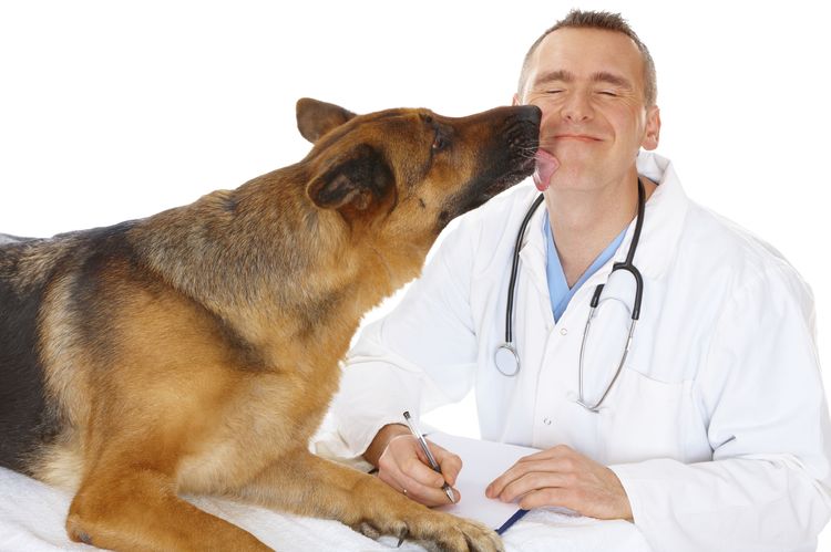 Perro y veterinario
