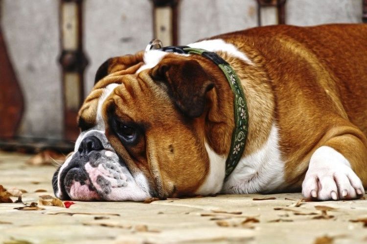 Apatía en el perro