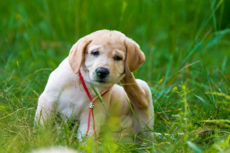 Picor alérgico en perros