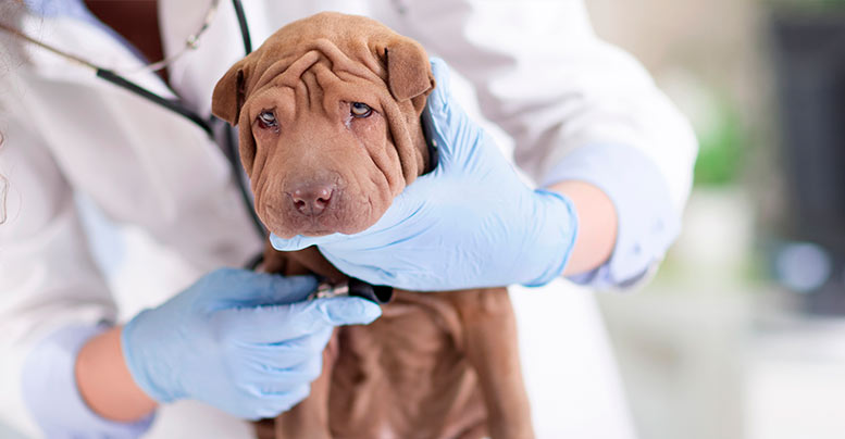 Tipos de alergia en perros