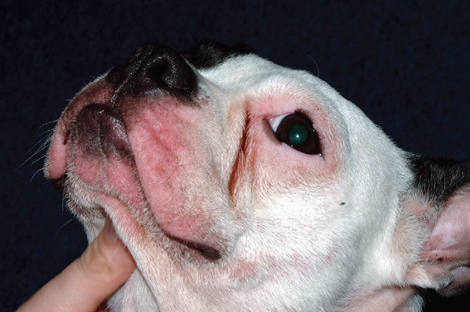 Alergia local en el perro