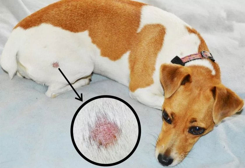 Dermatitis de contacto en el perro