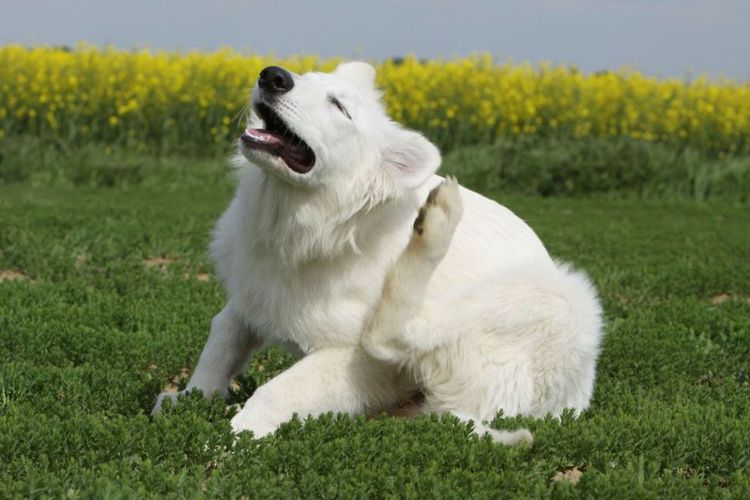 Der Hund kratzt sich an den Ohren