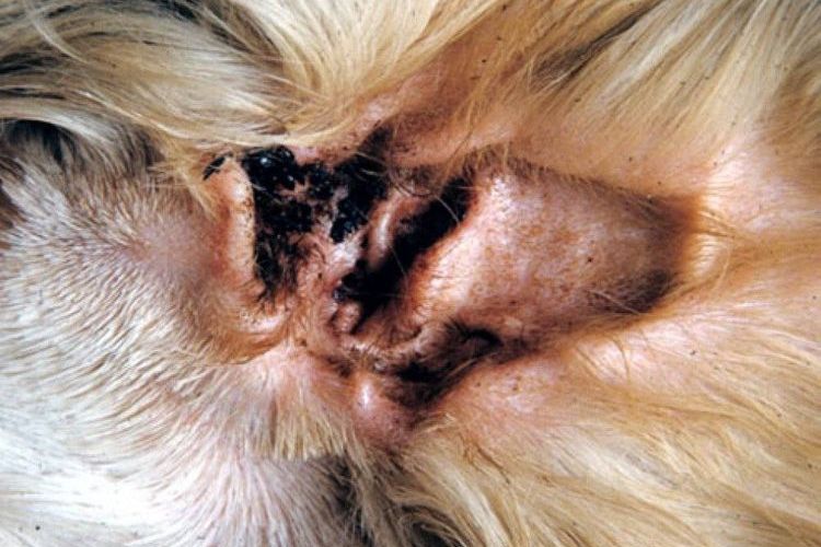 Otodektose beim Hund