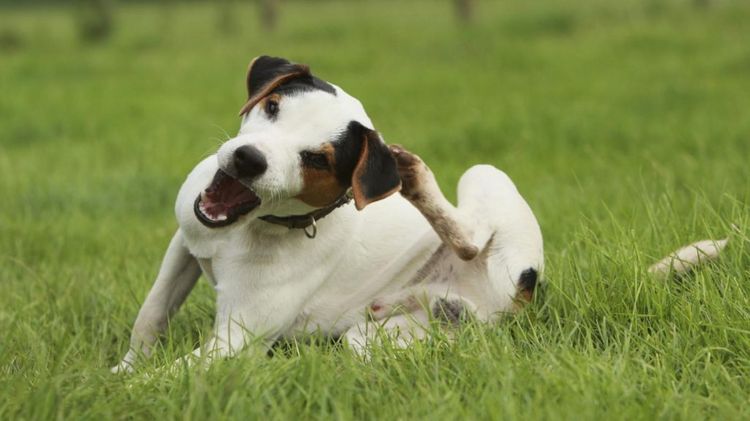 Der Hund kratzt sich an den Ohren