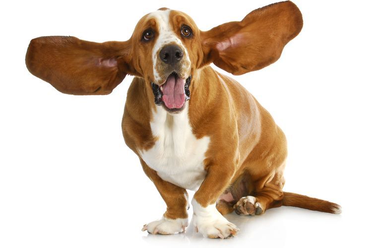 Perro con orejas grandes