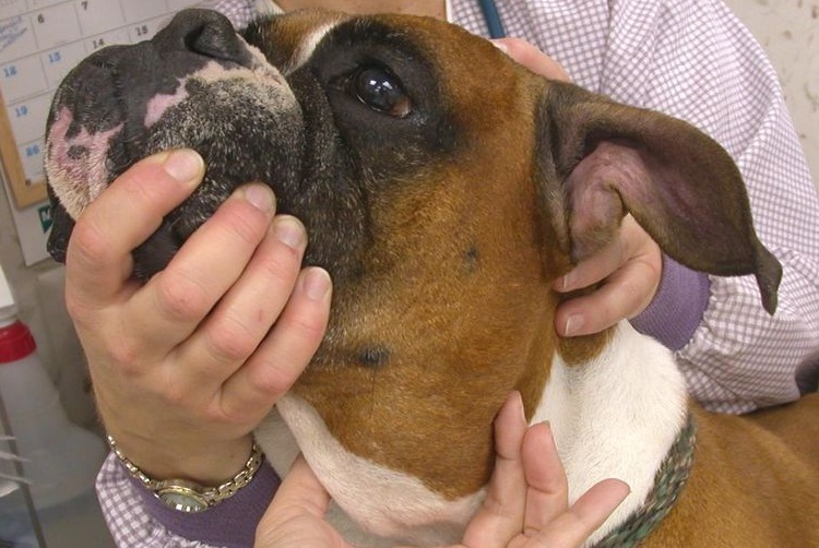 El perro tiene los ganglios linfáticos inflamados
