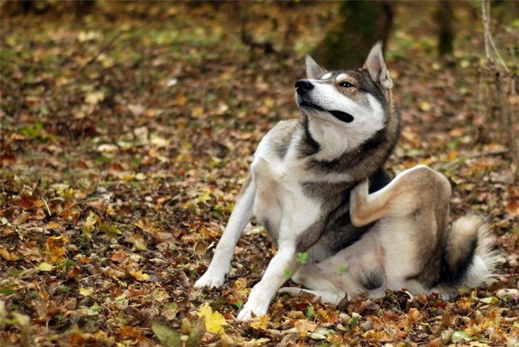 Husky se rasca con la pata