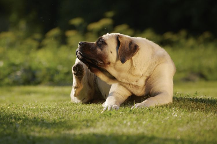 Perro rascándose la oreja