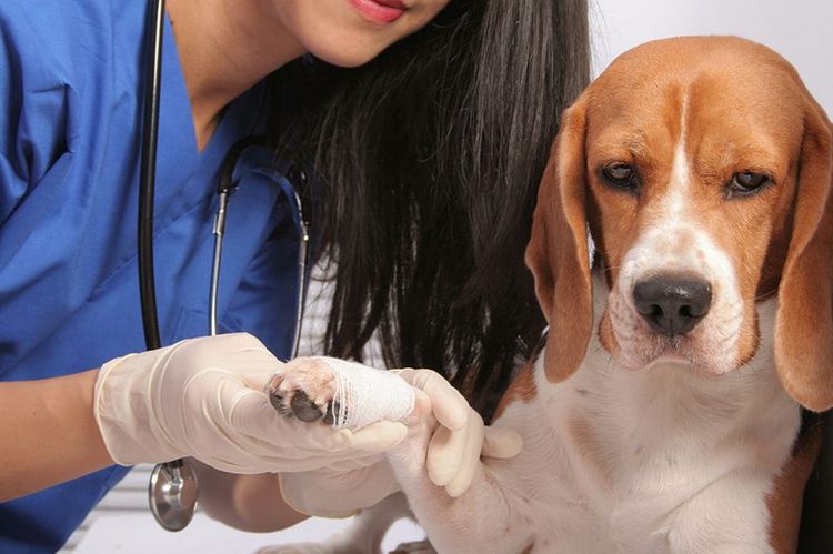 El veterinario trata la pata del beagle