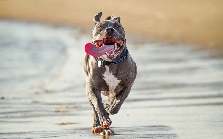 Un perro corre por la playa