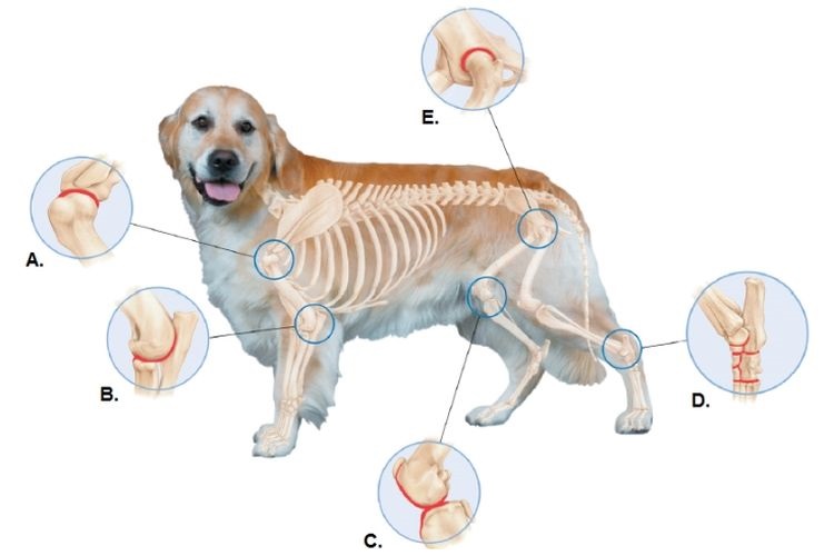 Imagen esquemática de las articulaciones del perro