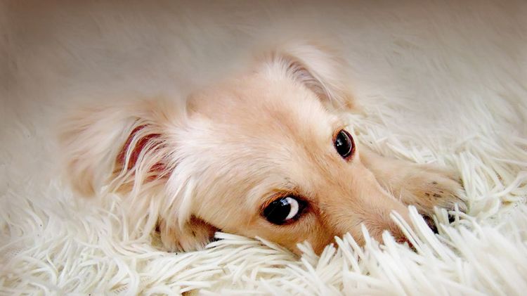 Perro tumbado en la alfombra