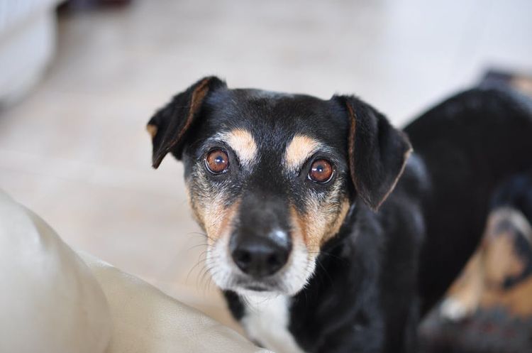 Perro mestizo negro
