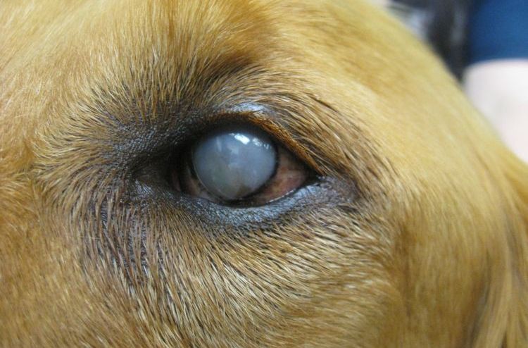 Leucoma en el ojo del perro