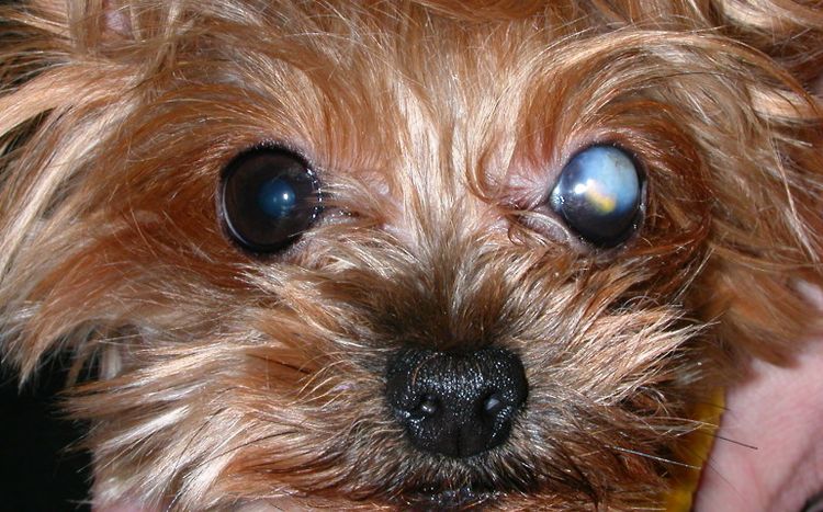 Leucoma en el ojo del perro
