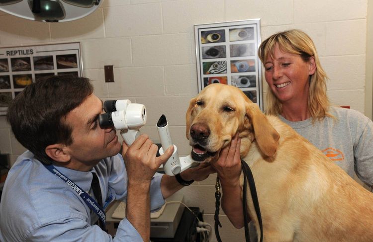 Diagnóstico del leucoma ocular en el perro