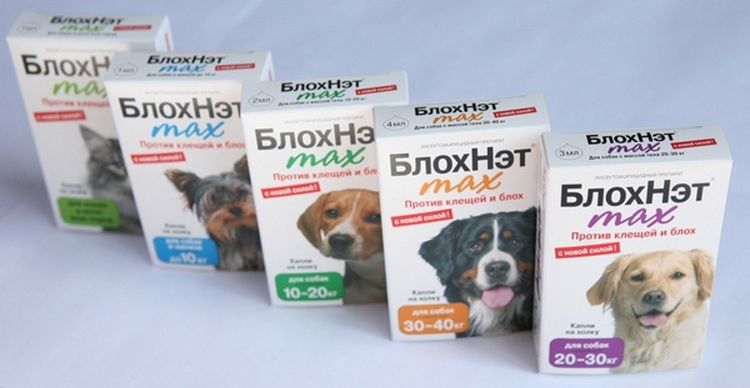 BlojNet para perros