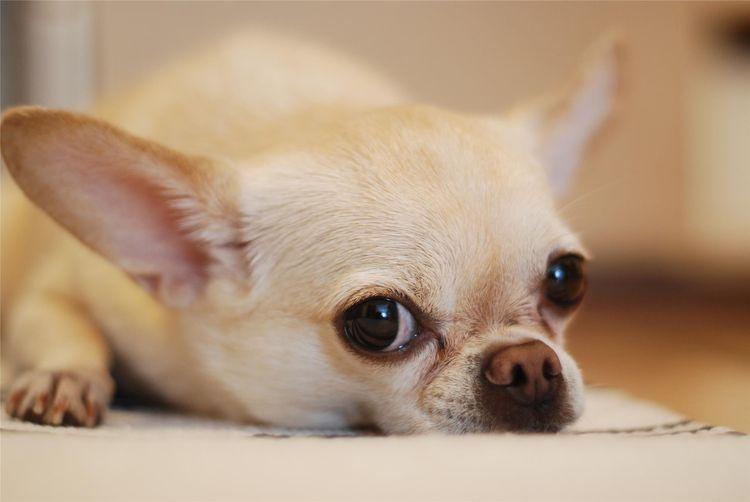 El perro está tumbado