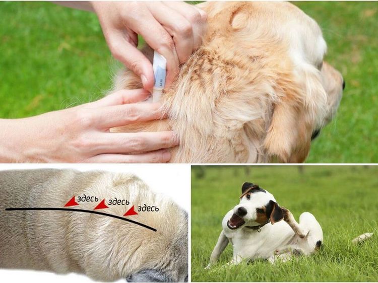 Tratamiento del perro con gotas antiparasitarias