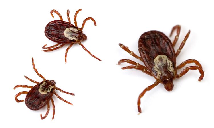 Garrapata ixódida