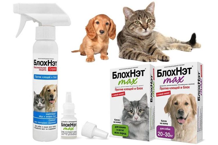 BlojNet para perros
