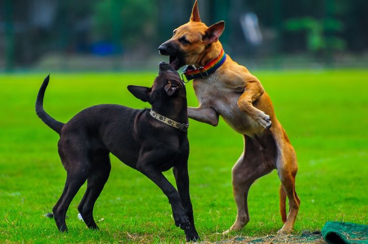 Peleas de perros