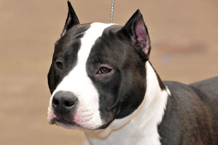 American Staffordshire Terrier
