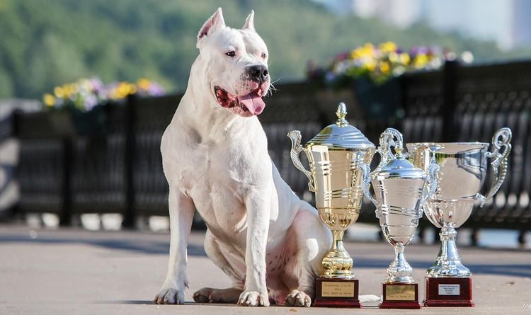 Dogo Argentino