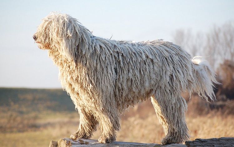 Komondor