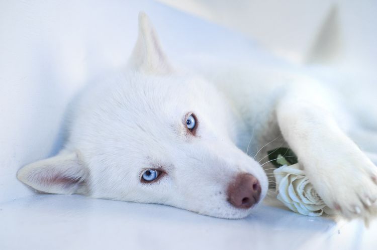 Perro blanco con ojos azules