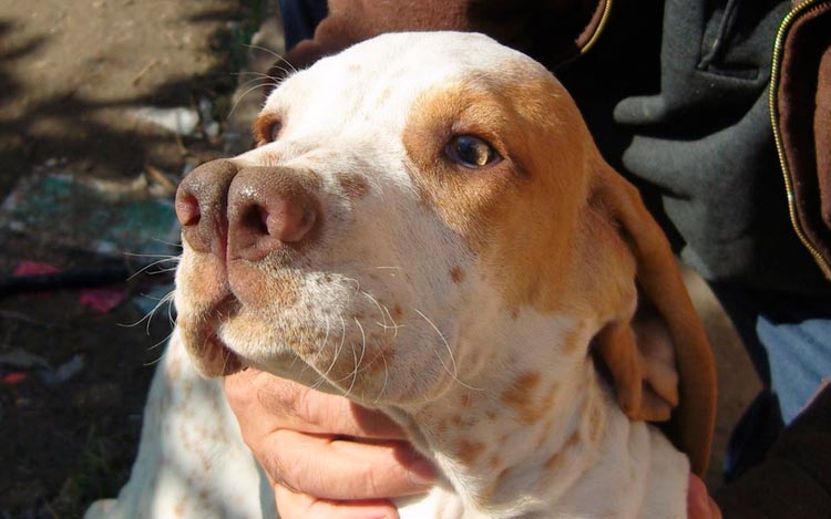 perro con la trufa hendida