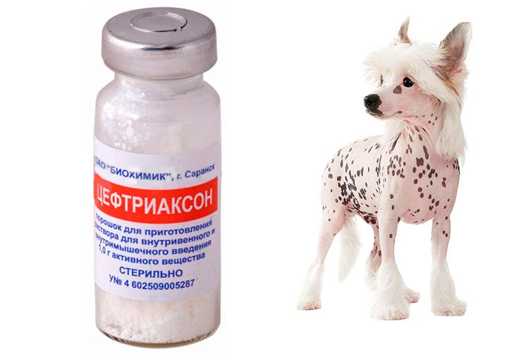 Ceftriaxona para perros