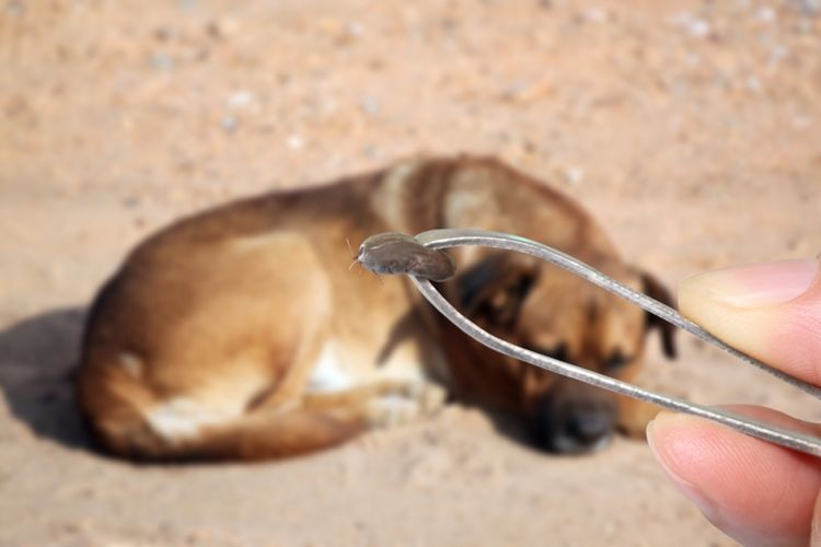 Garrapata en un perro