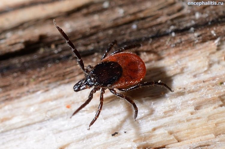 Hembra de la garrapata Ixodes Ricinus