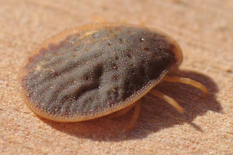 Garrapata argásida (Argasidae)