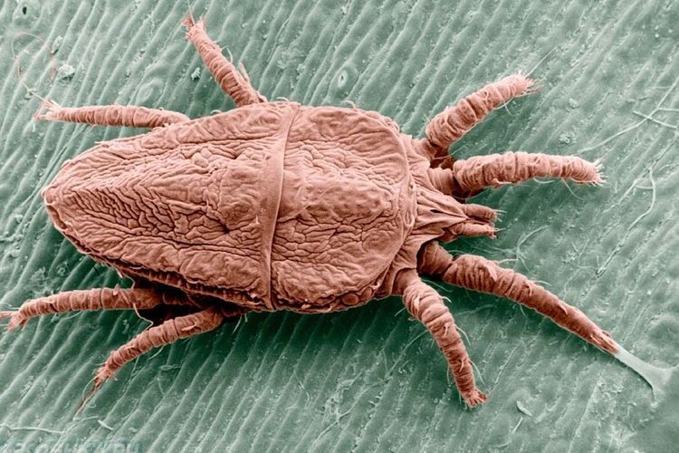 Ácaro de la sarna Sarcoptes scabiei