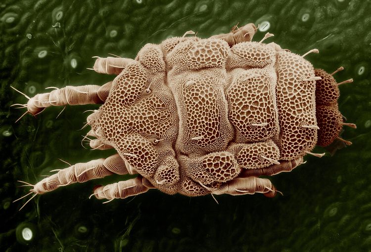 Garrapata bajo el microscopio